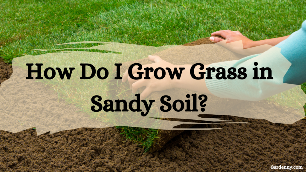 How Do I Grow Grass in Sandy Soil