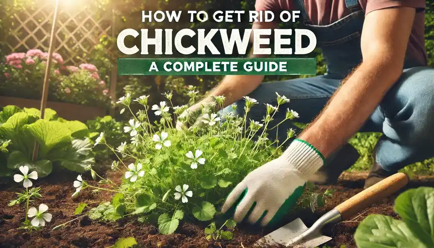 How to Get Rid of Chickweed A Complete Guide