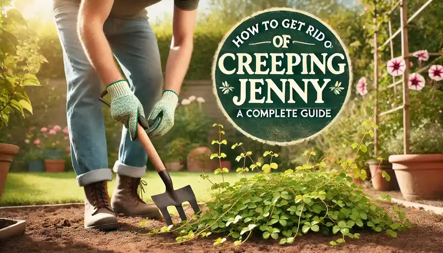 How to Get Rid of Creeping Jenny A Complete Guide