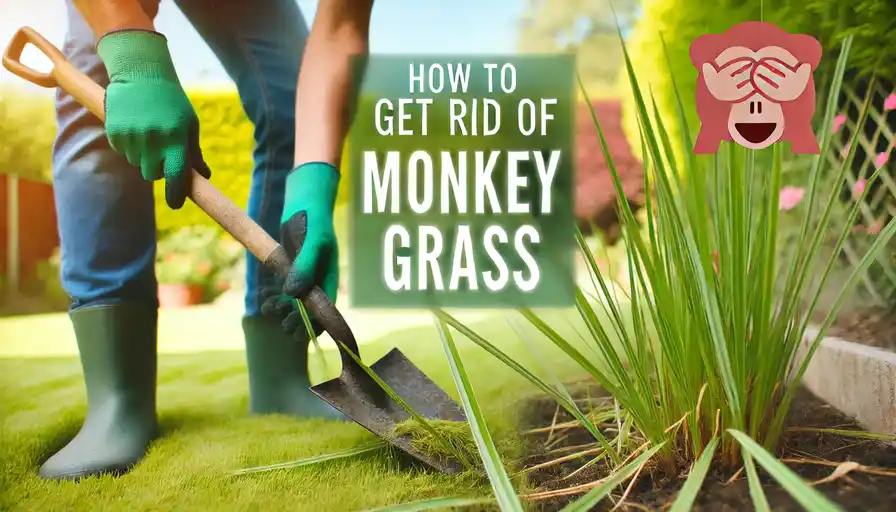 How to Get Rid of Monkey Grass