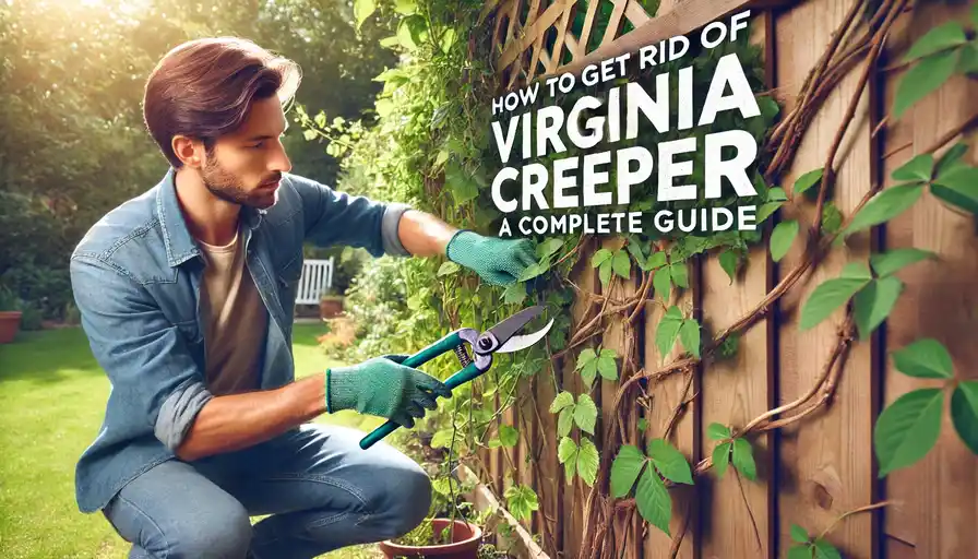 How to Get Rid of Virginia Creeper A Complete Guide