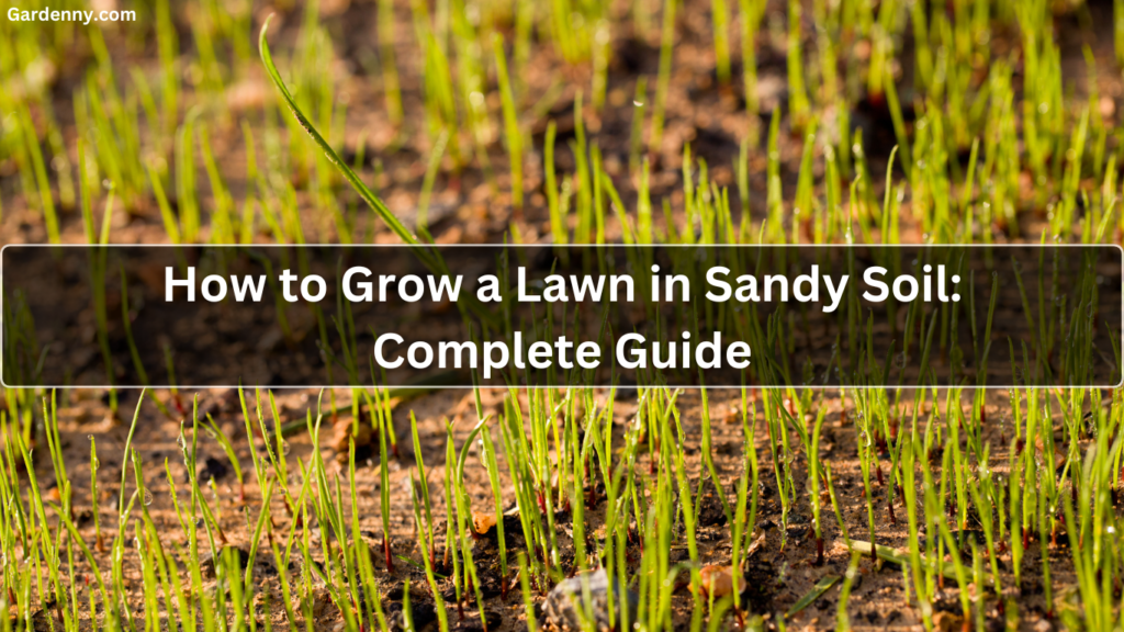 How to Grow a Lawn in Sandy Soil: Complete Guide