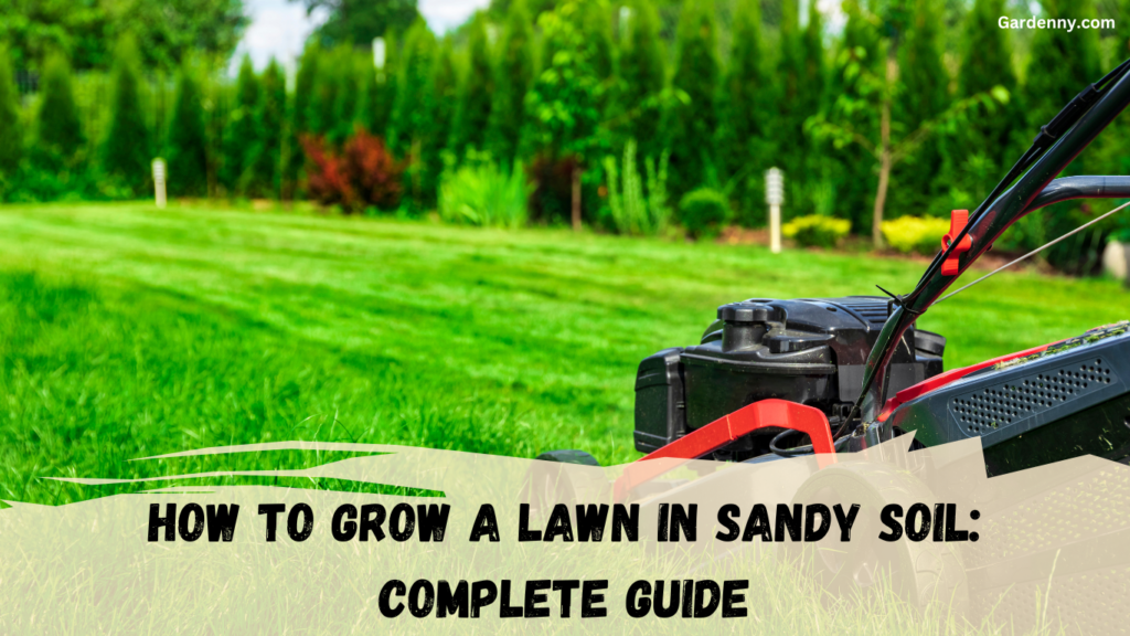 How to Grow a Lawn in Sandy Soil: Complete Guide